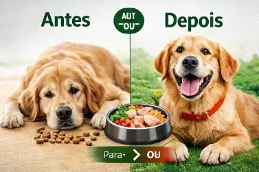 Antes e depois de cachorro alimentado com ração industrializada e alimentação natural saudável
